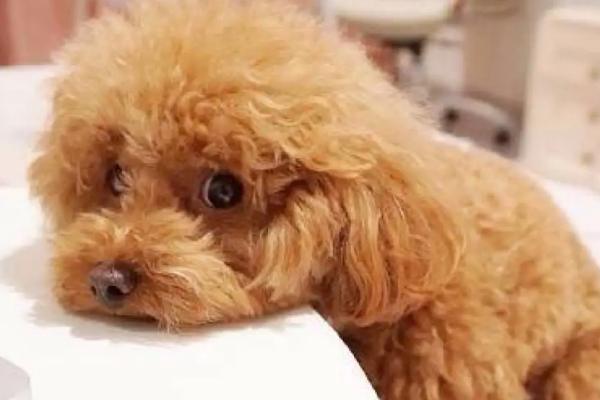 泰迪胸前有白毛健康吗,狗狗的基因或环境的变化等都会导致