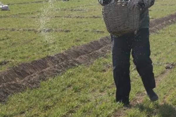 怎么对小麦使用腊肥,晚播地块可亩施2000公斤腐熟粪肥