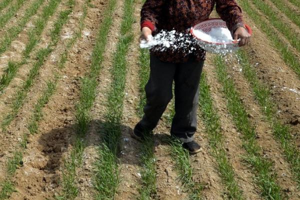 怎么对小麦使用腊肥,晚播地块可亩施2000公斤腐熟粪肥