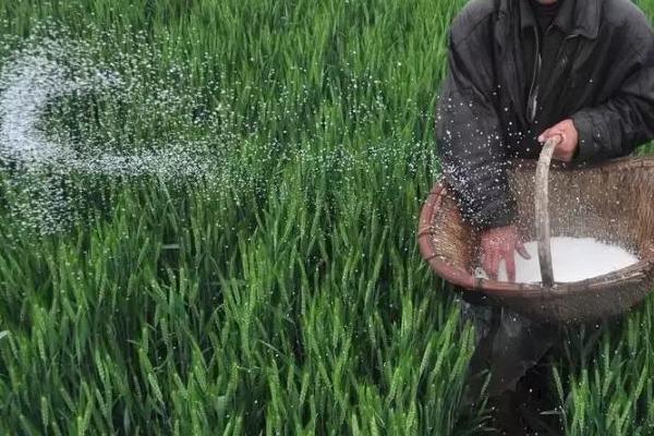 怎么对小麦使用腊肥,晚播地块可亩施2000公斤腐熟粪肥