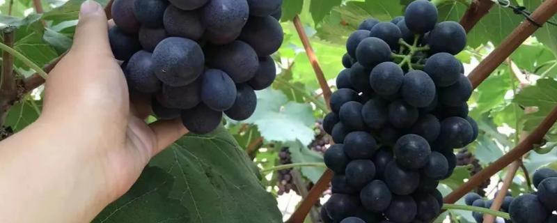 夏黑葡萄的优点