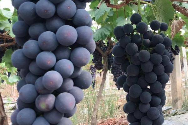 夏黑葡萄的优点,具有果粒着生紧密、花芽分化稳定、果实甜度较高等优点