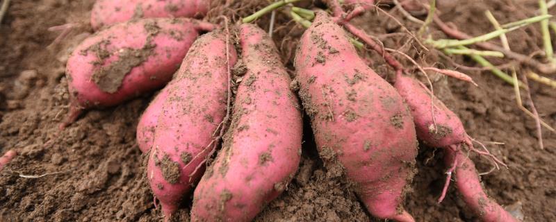 防治甘薯块畸型的方法