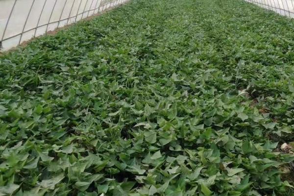 防治甘薯块畸型的方法,需合理施肥和加强水分管理