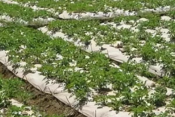 防治甘薯块畸型的方法,需合理施肥和加强水分管理