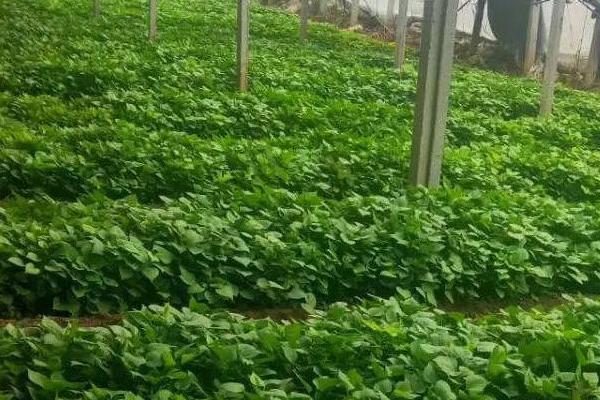 防治甘薯块畸型的方法,需合理施肥和加强水分管理