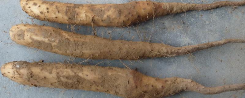 山药畸形的原因