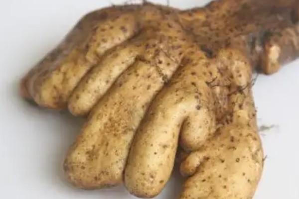 山药畸形的原因,土壤中异物或盲目施用种肥都会导致