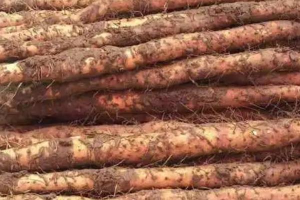 山药畸形的原因,土壤中异物或盲目施用种肥都会导致