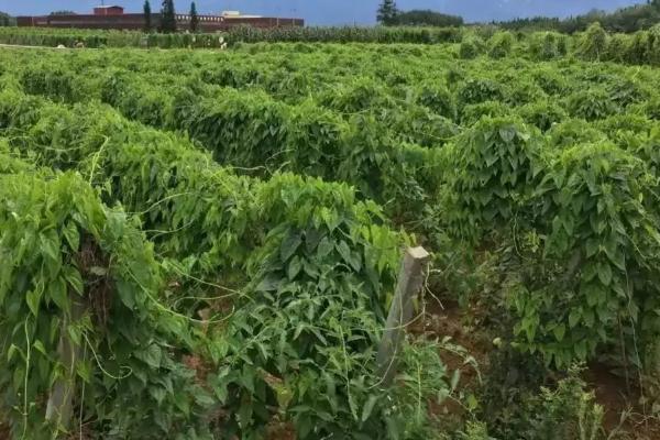 山药畸形的原因,土壤中异物或盲目施用种肥都会导致