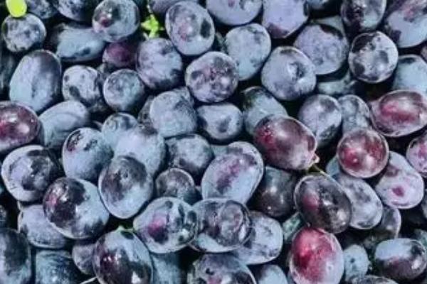 黑加仑的外观特征,植株为灌木、果实近圆形、熟时呈黑色