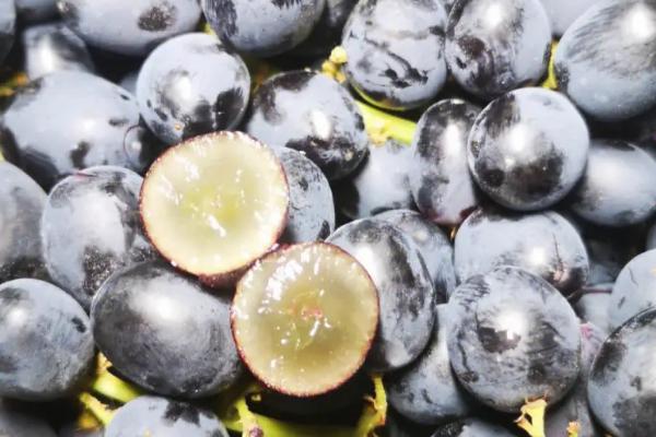 黑加仑的外观特征,植株为灌木、果实近圆形、熟时呈黑色