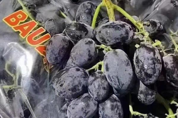 黑加仑的外观特征,植株为灌木、果实近圆形、熟时呈黑色