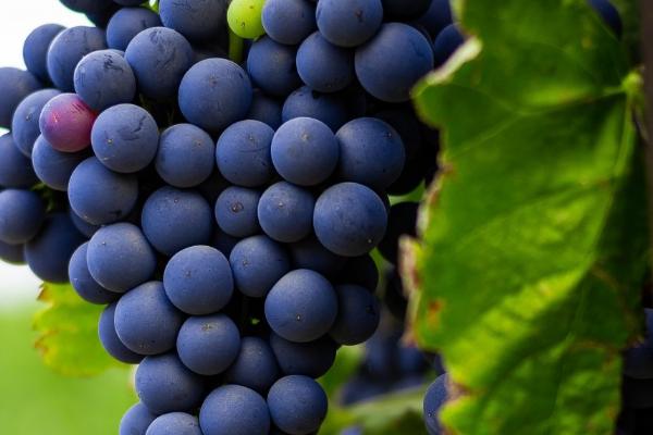 黑加仑的外观特征,植株为灌木、果实近圆形、熟时呈黑色