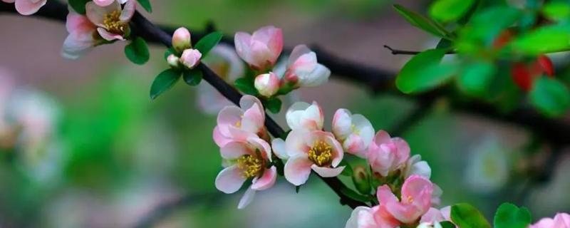 海棠花的开放时间