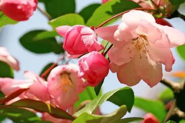 海棠花的开放时间,主要集中在4-5月份