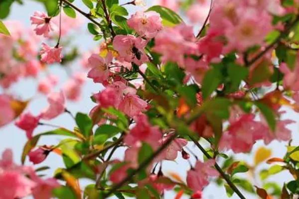 海棠花的开放时间,主要集中在4-5月份