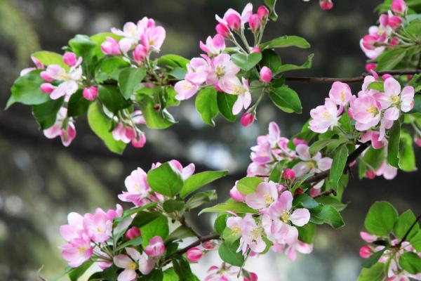 海棠花的开放时间,主要集中在4-5月份