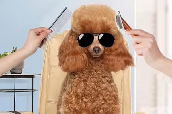 泰迪毛打结了如何解决,可将打结的毛发剪除