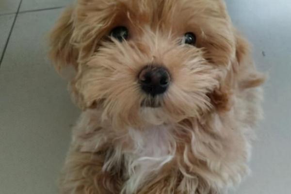 泰迪毛打结了如何解决,可将打结的毛发剪除