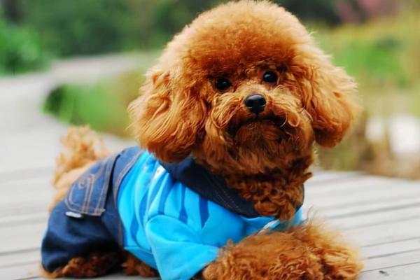 泰迪毛打结了如何解决,可将打结的毛发剪除