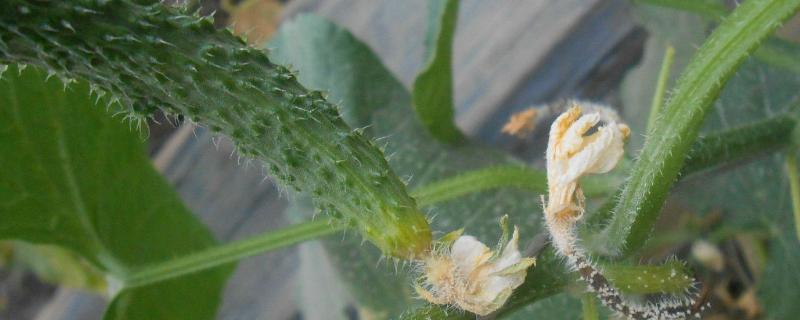 黄瓜病害防治口诀