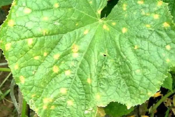 黄瓜病害防治口诀,唑类农药要慎重