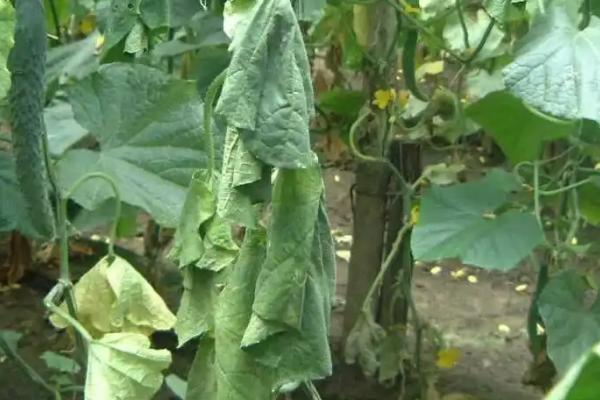 黄瓜病害防治口诀,唑类农药要慎重