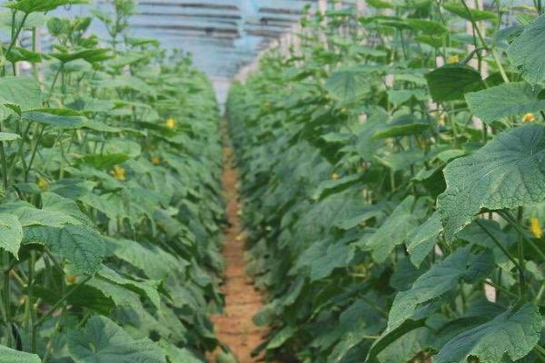 黄瓜病害防治口诀,唑类农药要慎重