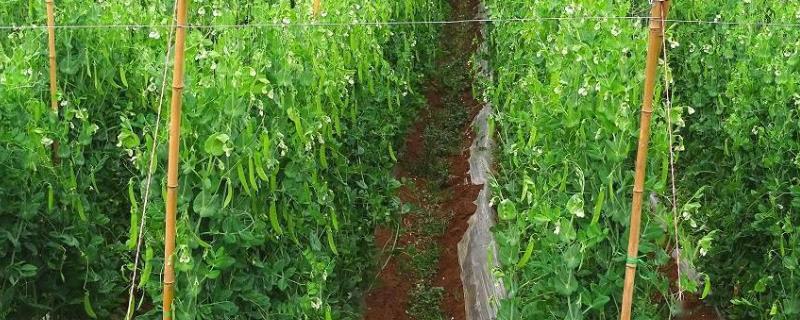 怎么种植荷兰豆