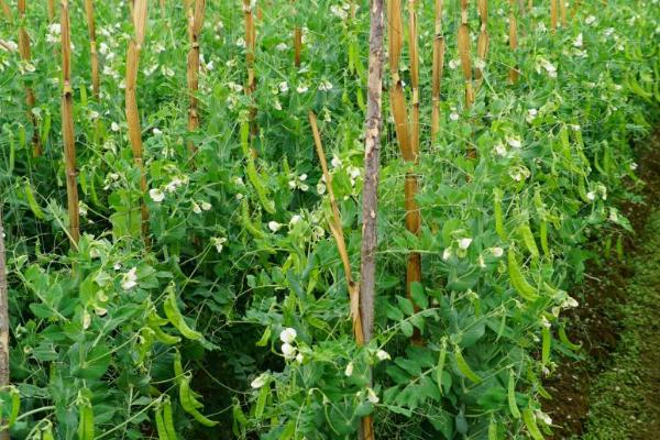 怎么种植荷兰豆,整个生育期都要让土壤保持湿润