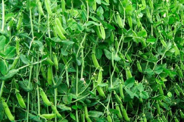 怎么种植荷兰豆,整个生育期都要让土壤保持湿润