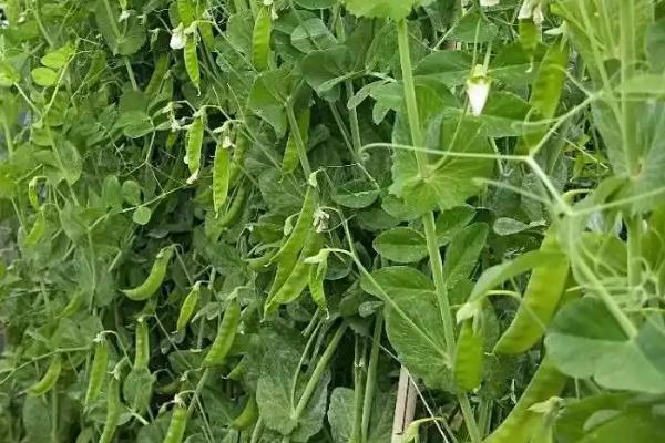 怎么种植荷兰豆,整个生育期都要让土壤保持湿润