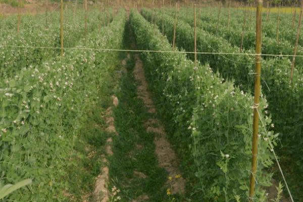 怎么种植荷兰豆,整个生育期都要让土壤保持湿润