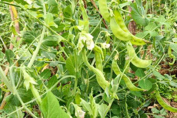 怎么种植荷兰豆,整个生育期都要让土壤保持湿润