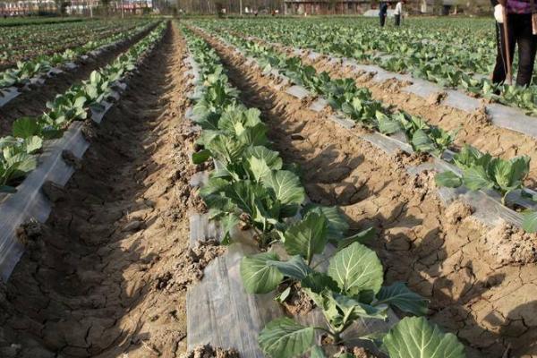 蔬菜吸肥特点,喜欢硝态氮、对硼元素的需求量较多