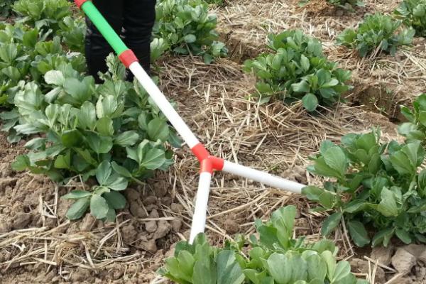 蔬菜吸肥特点,喜欢硝态氮、对硼元素的需求量较多