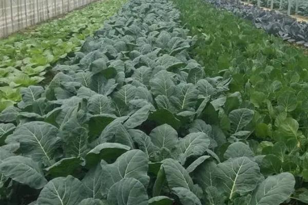 蔬菜吸肥特点,喜欢硝态氮、对硼元素的需求量较多