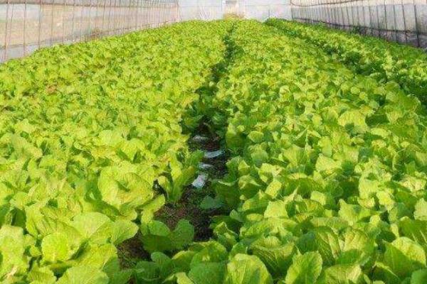蔬菜吸肥特点,喜欢硝态氮、对硼元素的需求量较多