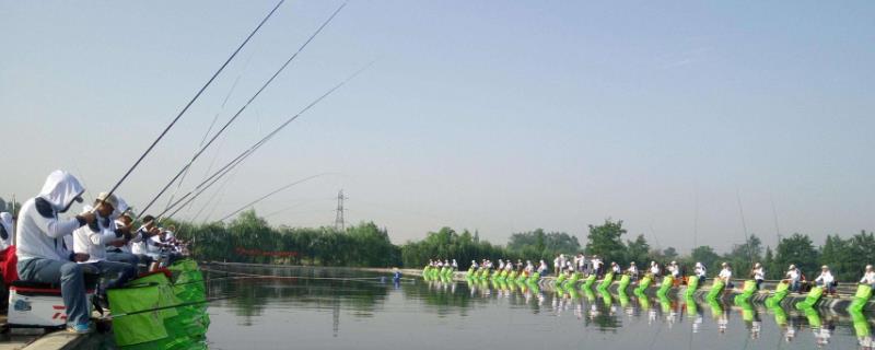 黑坑钓鲤鱼经典饵料配方