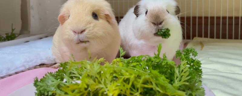 荷兰猪可以吃哪些蔬菜