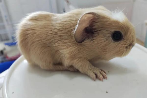 荷兰猪可以吃哪些蔬菜,黄瓜、莴笋叶、番茄、生菜等蔬菜均可饲喂