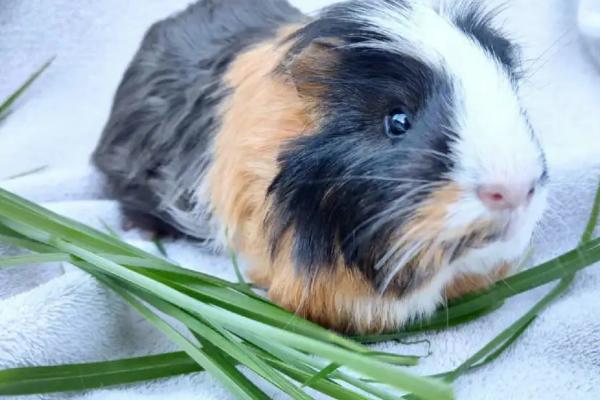 荷兰猪可以吃哪些蔬菜,黄瓜、莴笋叶、番茄、生菜等蔬菜均可饲喂