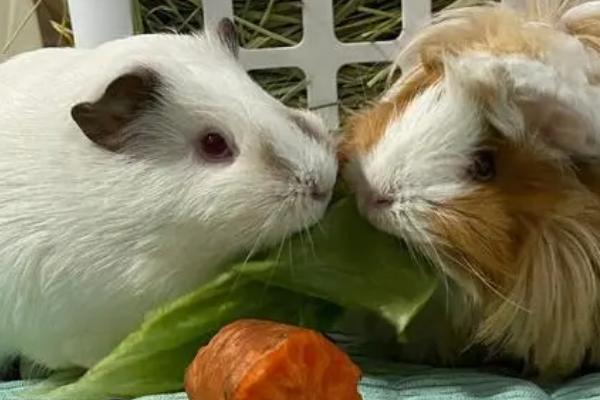 荷兰猪可以吃哪些蔬菜,黄瓜、莴笋叶、番茄、生菜等蔬菜均可饲喂