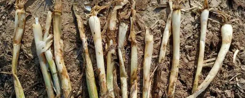 大葱叶黄根黑的原因