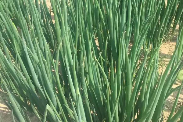 大葱叶黄根黑的原因,是由腐霉、镰刀菌、疫霉等引起的病害