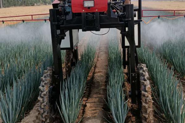 大葱叶黄根黑的原因,是由腐霉、镰刀菌、疫霉等引起的病害