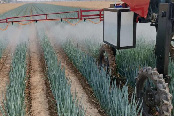 大葱叶黄根黑的原因,是由腐霉、镰刀菌、疫霉等引起的病害