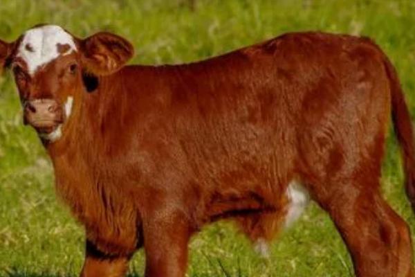 小牛出生后为什么不吃奶,可能是不会吮吸、尚未开食等原因所导致