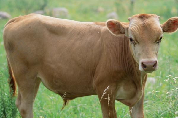 小牛出生后为什么不吃奶,可能是不会吮吸、尚未开食等原因所导致